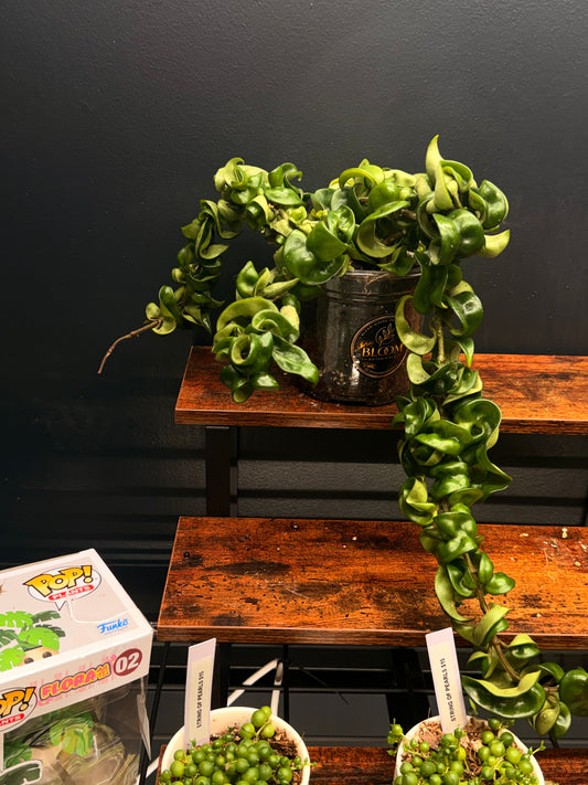 Hoya Compacta