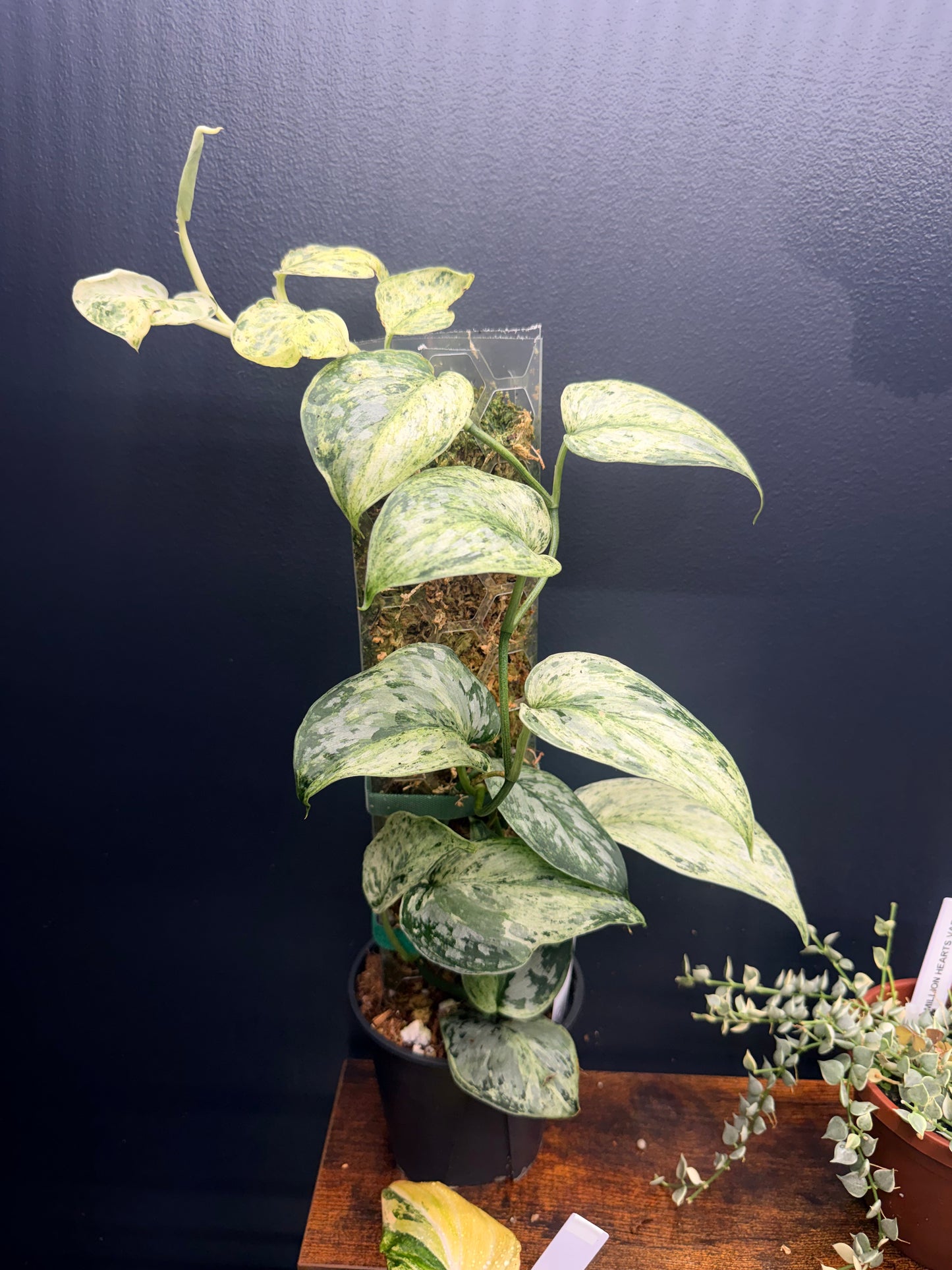 Scindapsus Peasun