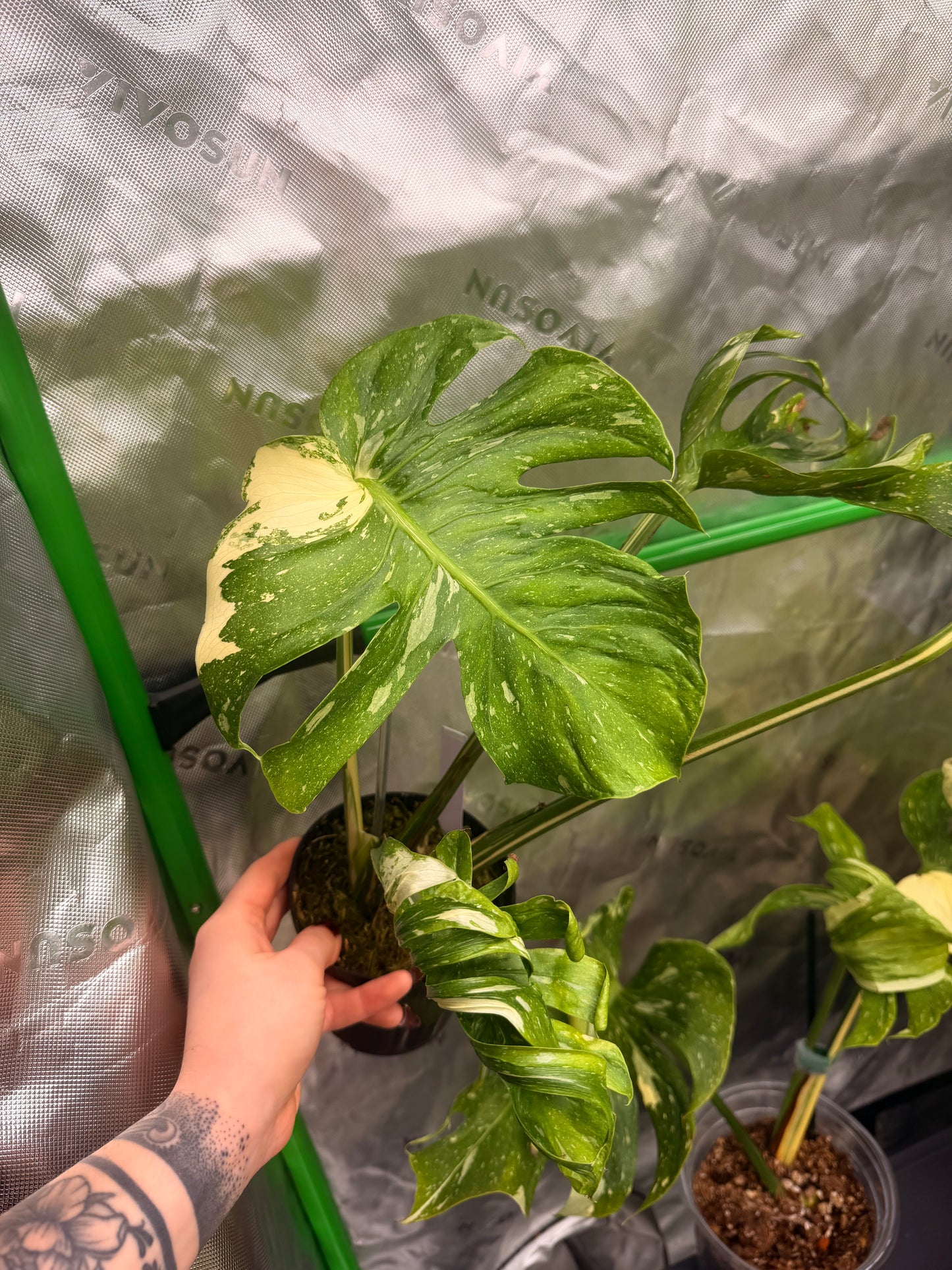 Monstera Medusa