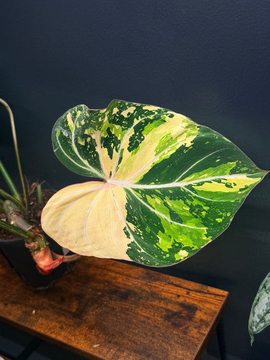 Variegated Philodendron Gloriosum
