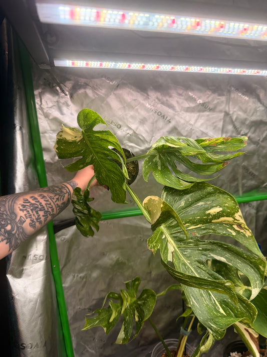 Monstera Medusa