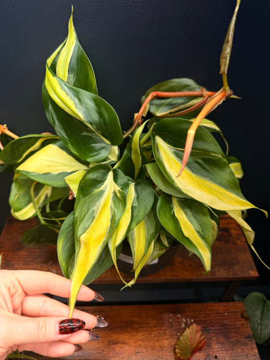 Philodendron Silver Stripe