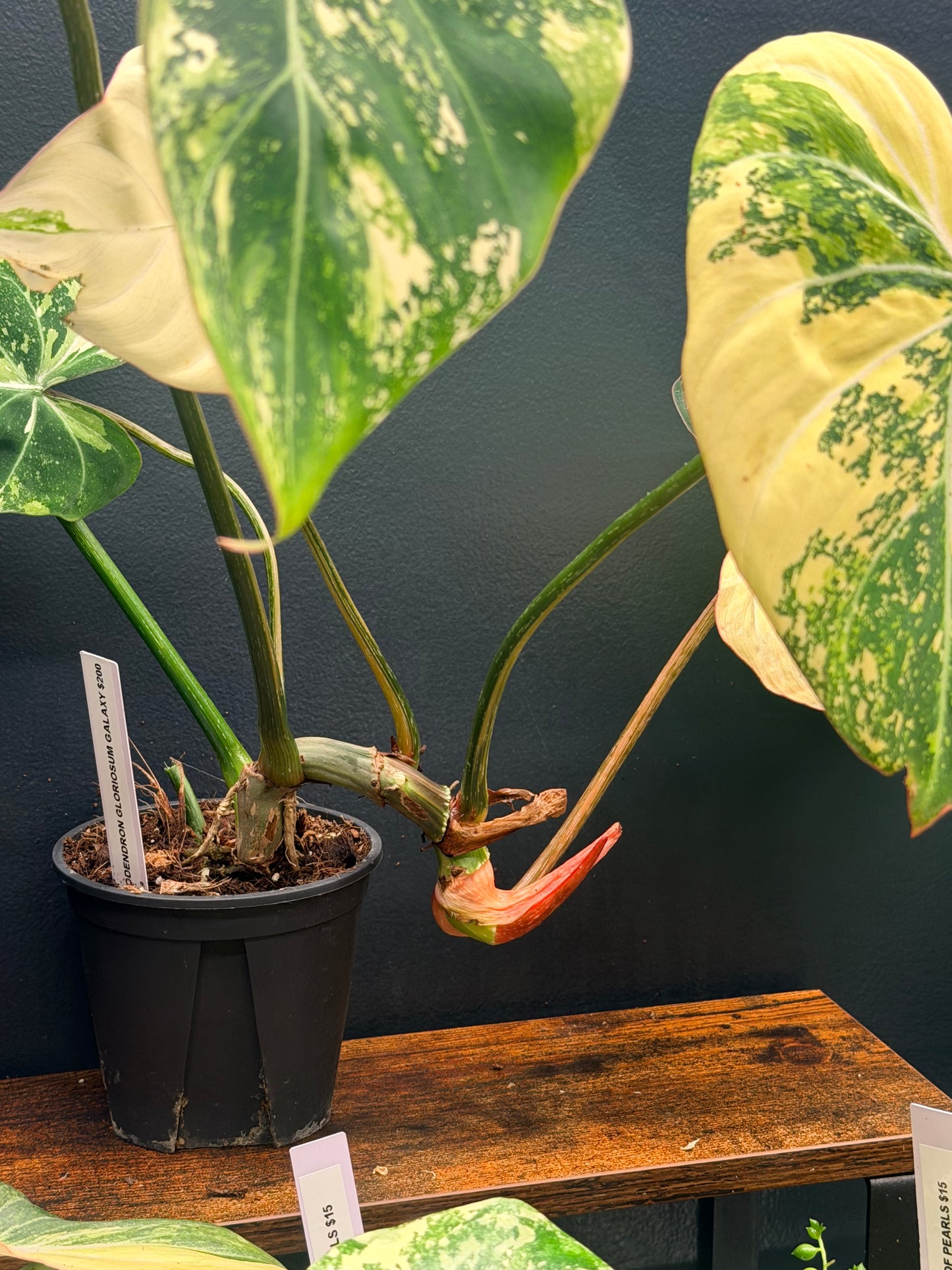Variegated Philodendron Gloriosum