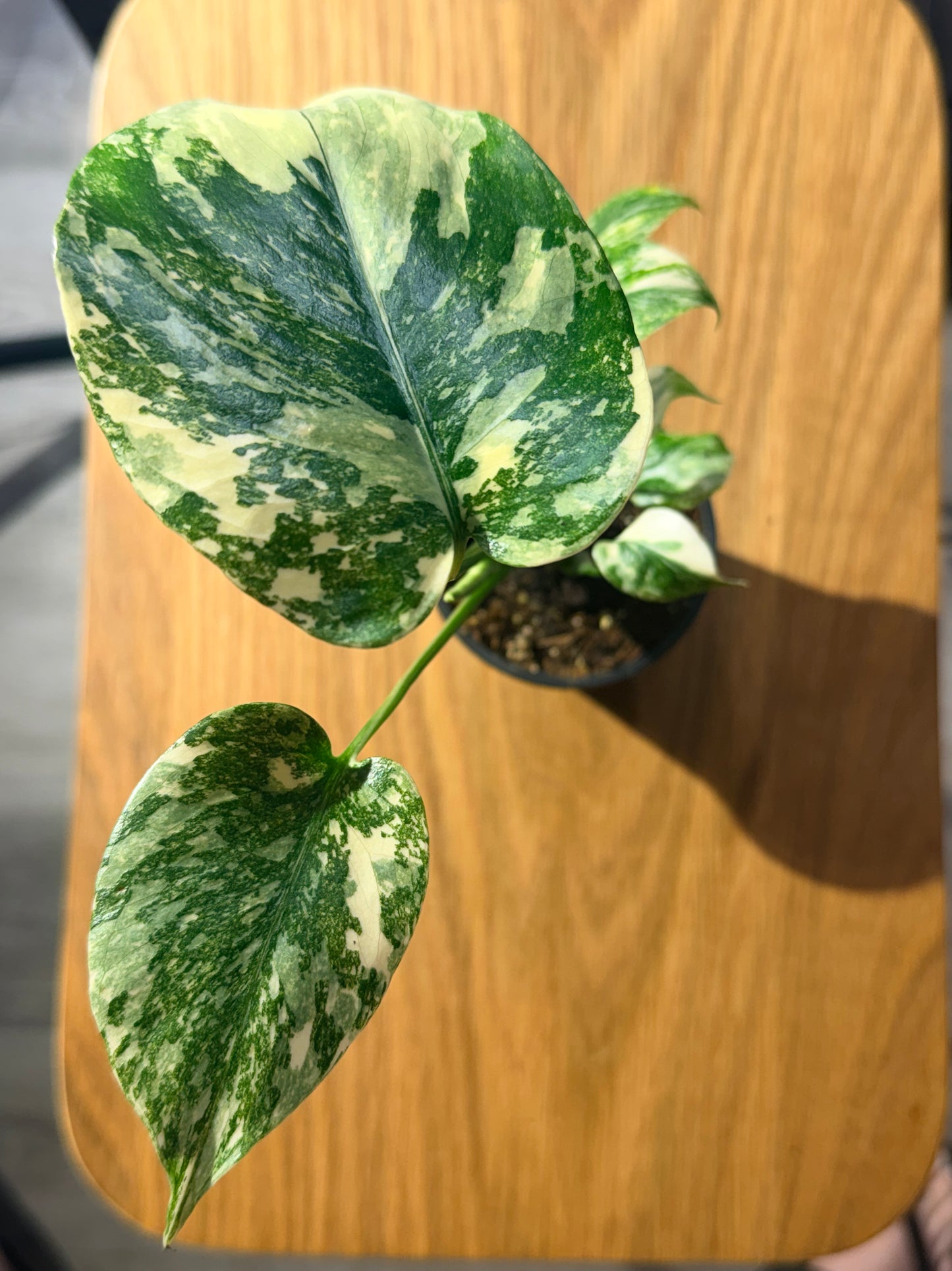 Monstera D. Crème Brûlée