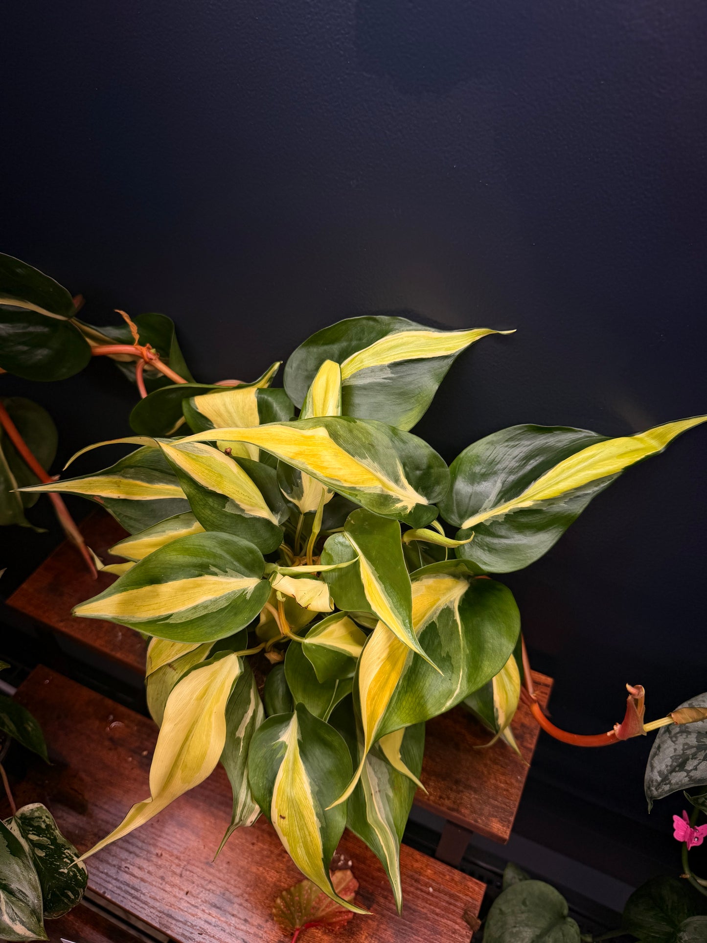 Philodendron Silver Stripe