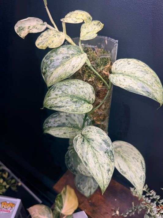 Scindapsus Peasun