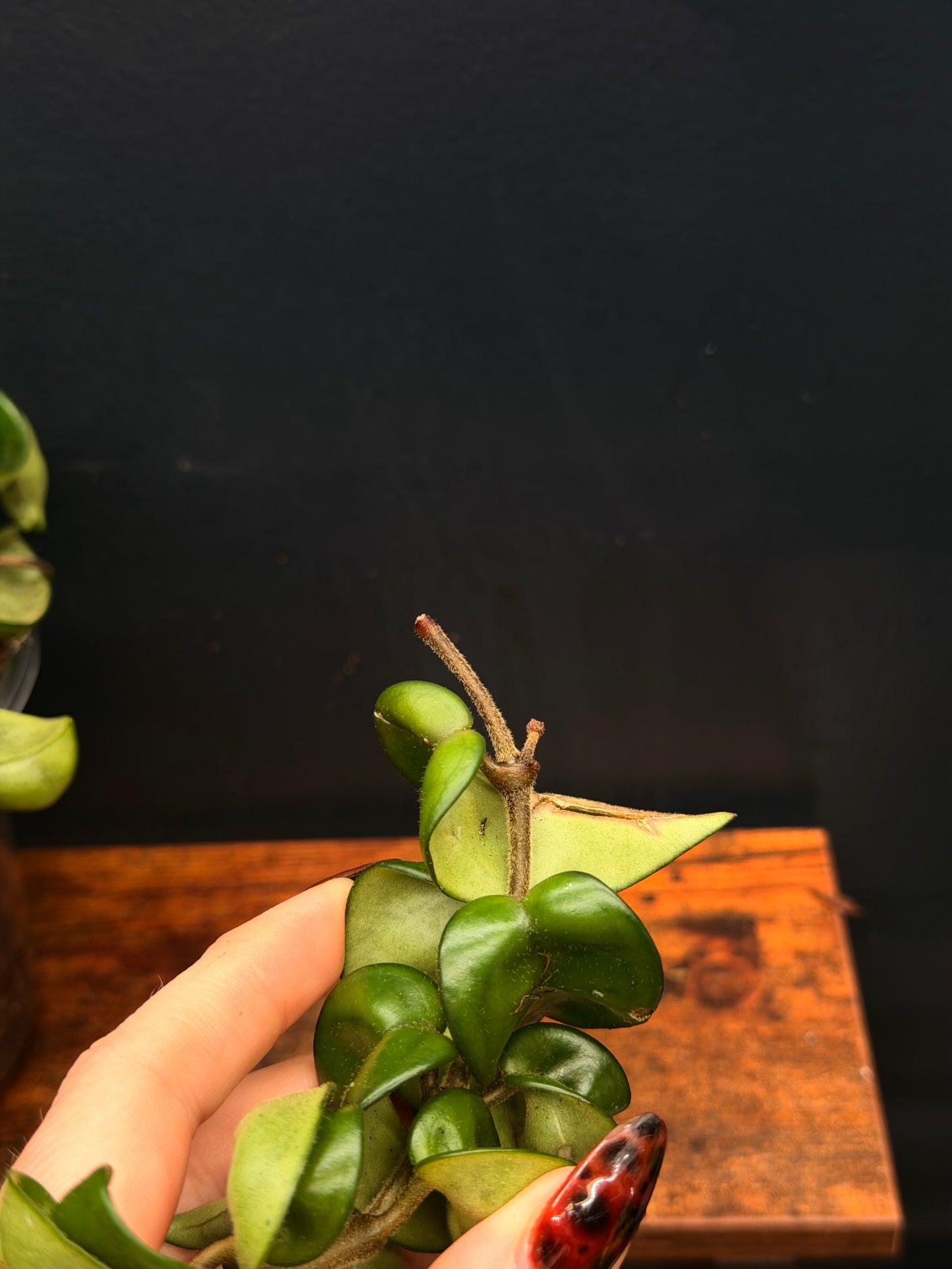 Hoya Compacta