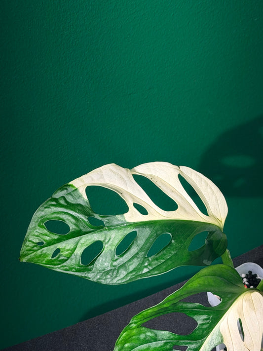Monstera Adansonii Albo Cutting
