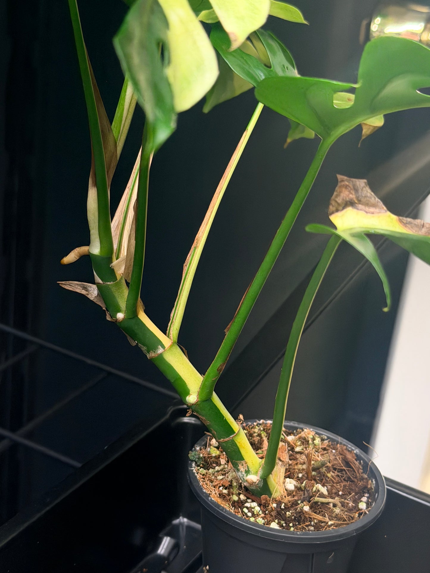 Rhaphidophora Tetrasperma Albo