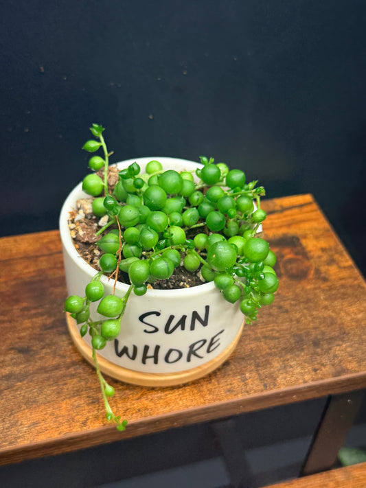 String of Pearls