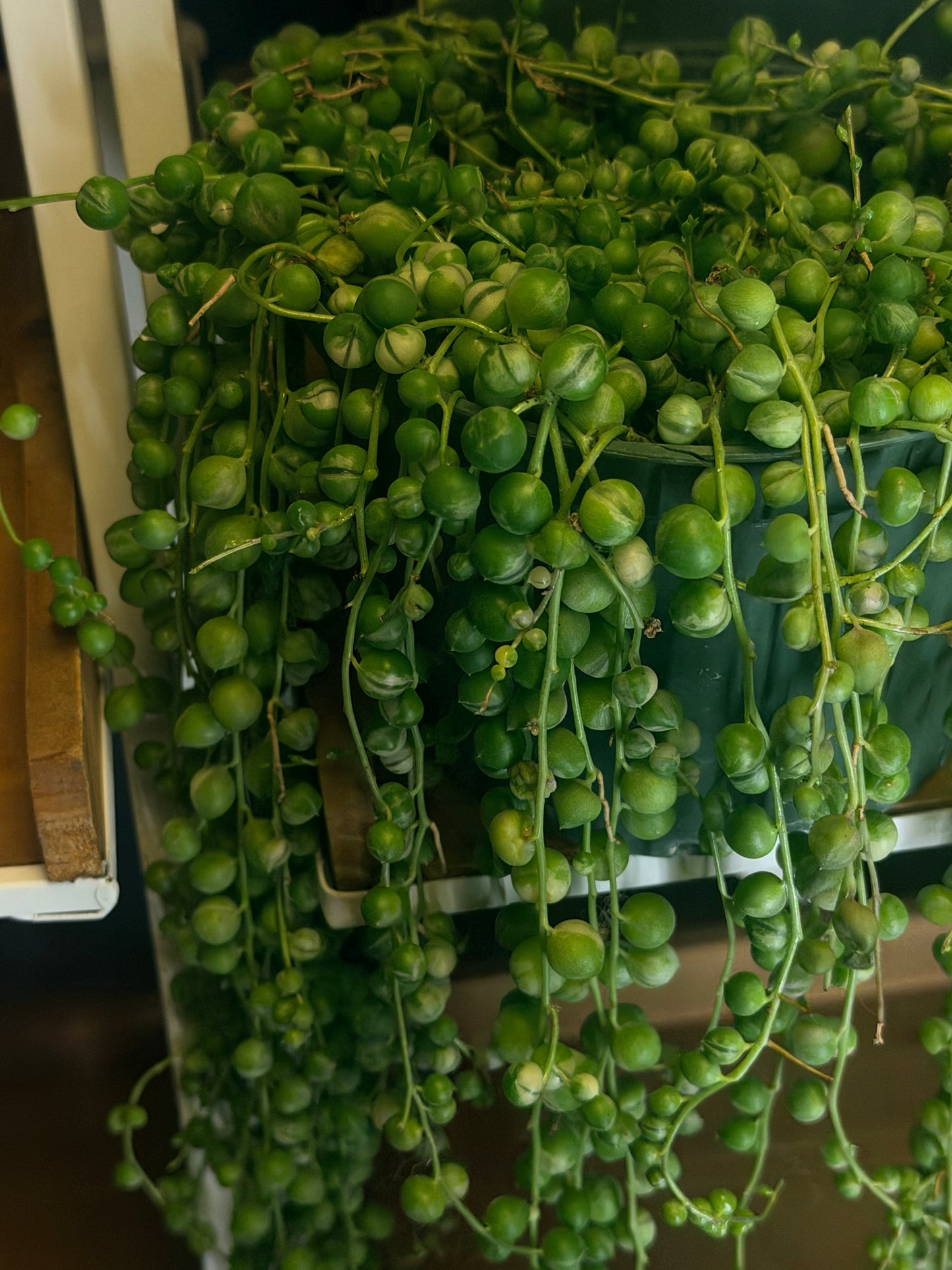 Variegated String of Pearls
