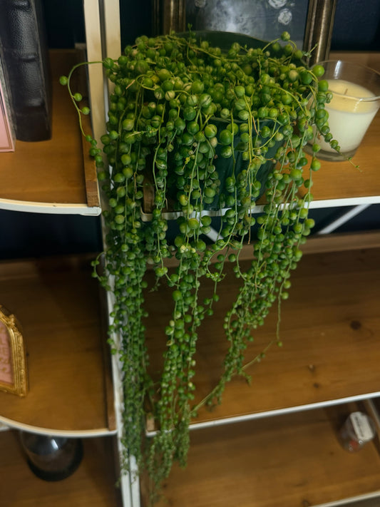 Variegated String of Pearls