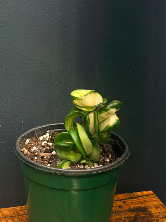 Hoya Compacta Mauna Loa