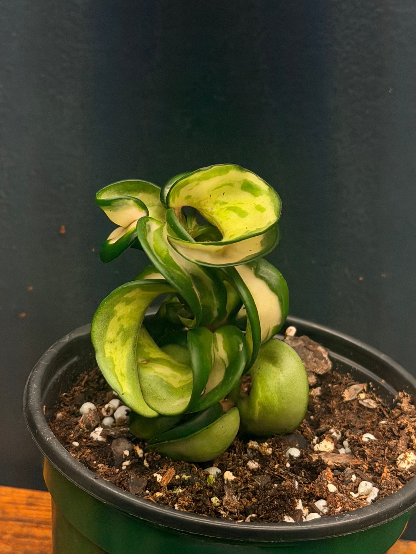 Hoya Compacta Mauna Loa