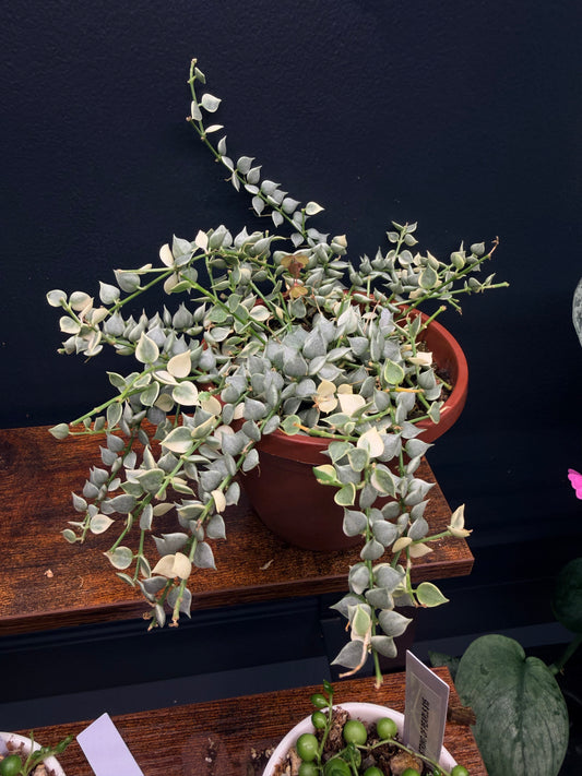 Variegated Dischidia “Million Hearts”