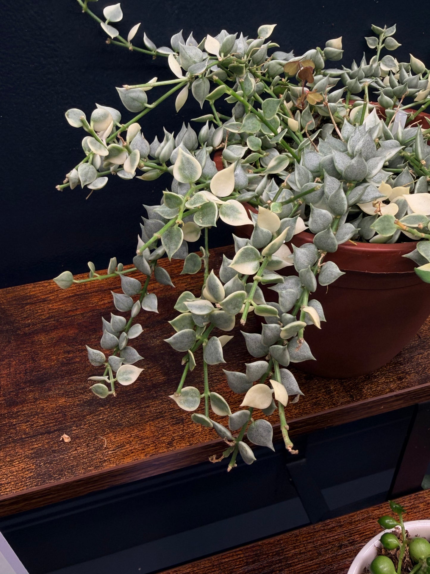 Variegated Dischidia “Million Hearts”