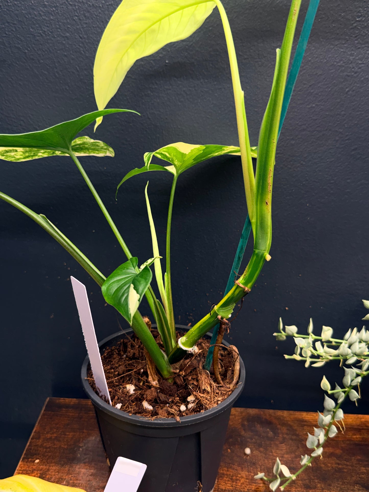 Syngonium Aurea