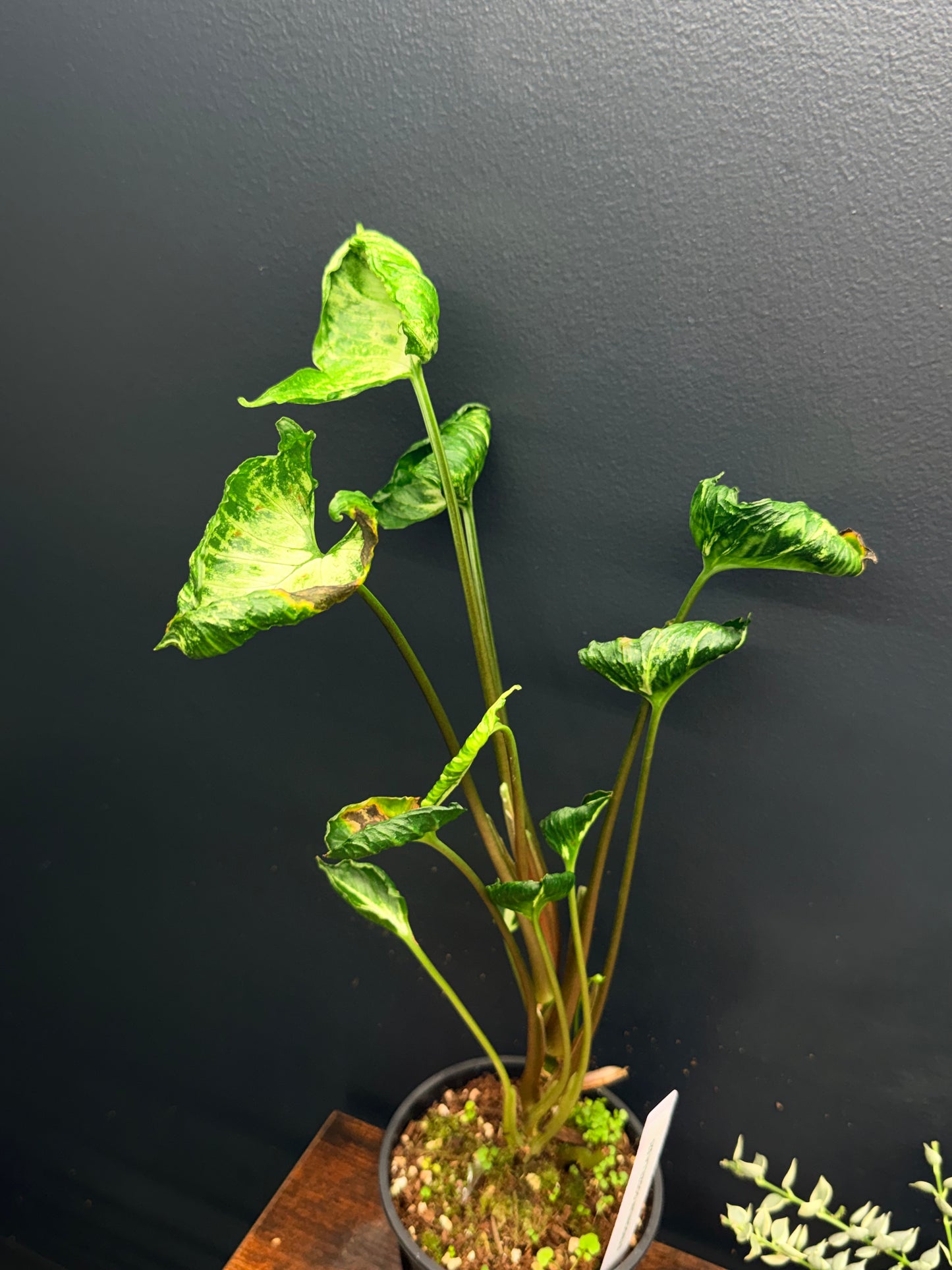 Syngonium Godzilla