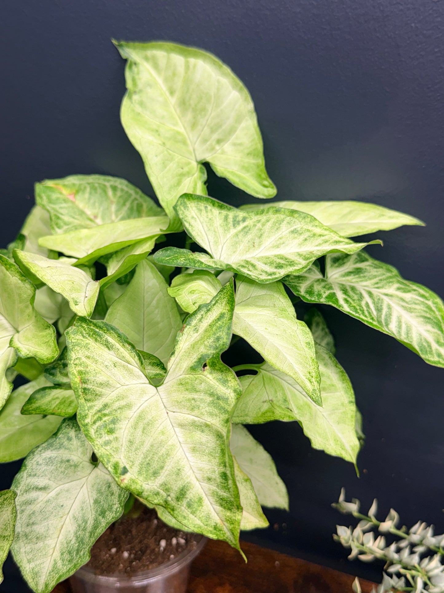Syngonium White Butterfly