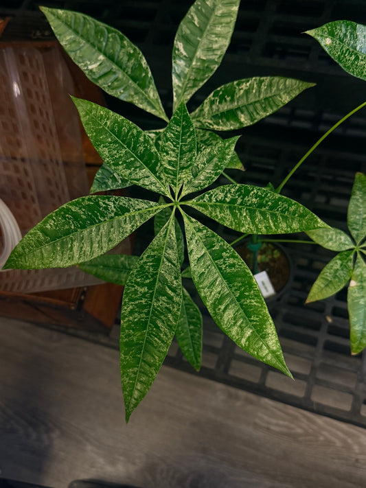 Variegated Money Tree