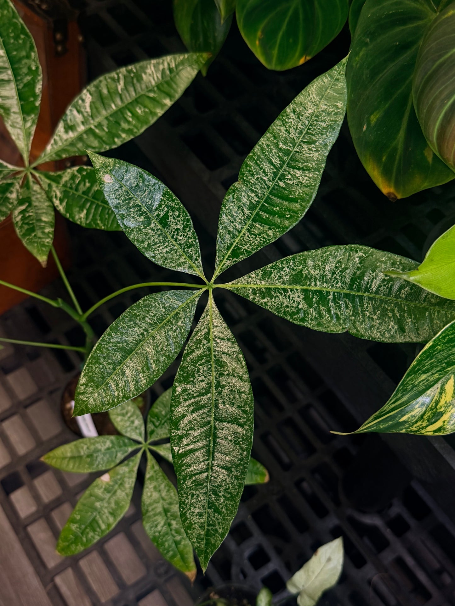 Variegated Money Tree