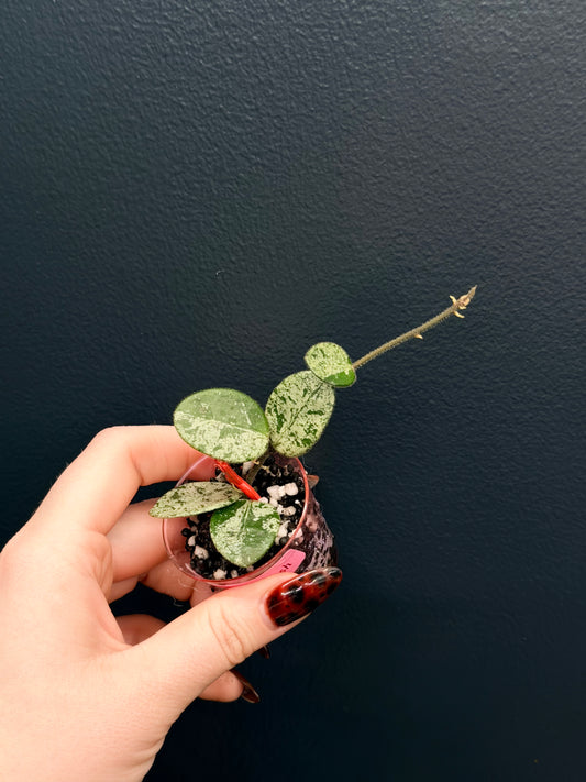Hoya Mathilde Splash