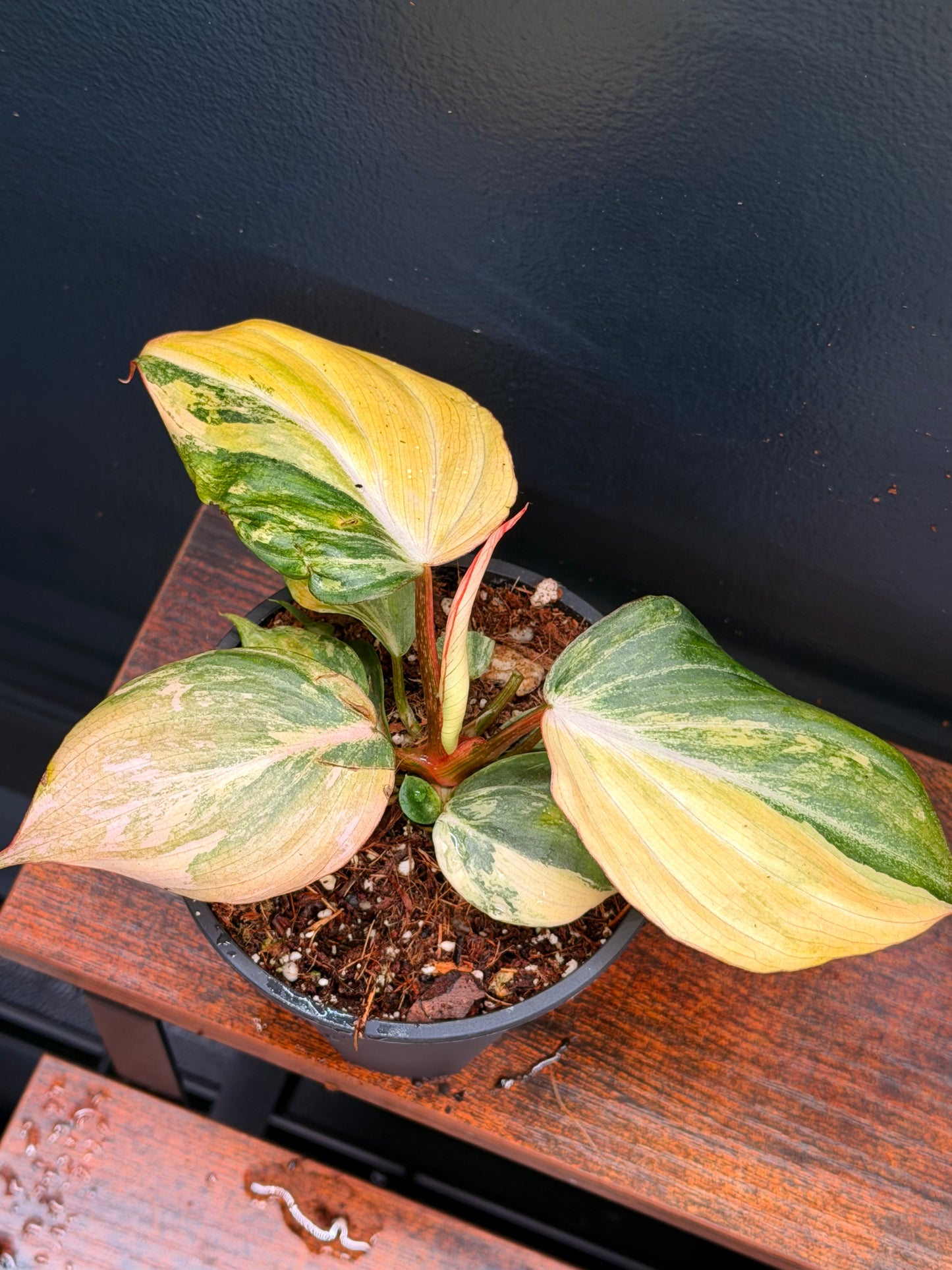 Philodendron Gloriosum Galaxy