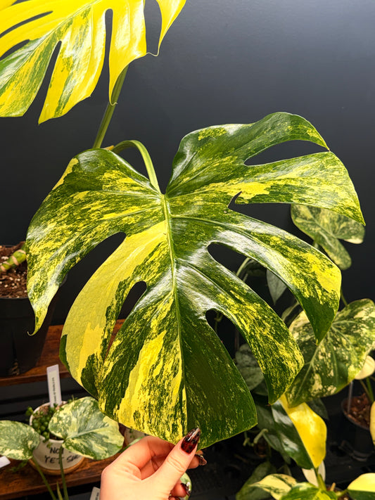 Monstera D. Yellow Marilyn
