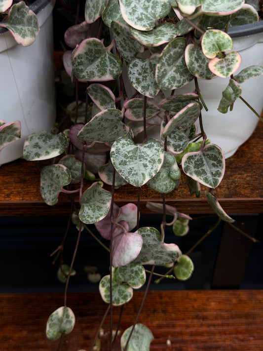 Variegated String of Hearts