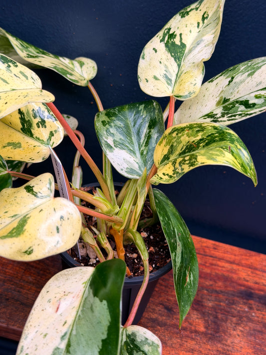 Philodendron Emerald King