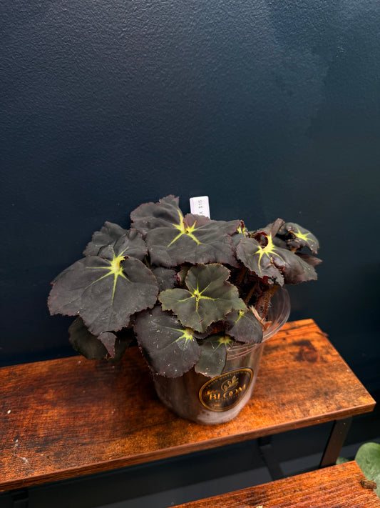 Begonia Rex “Black Mamba”