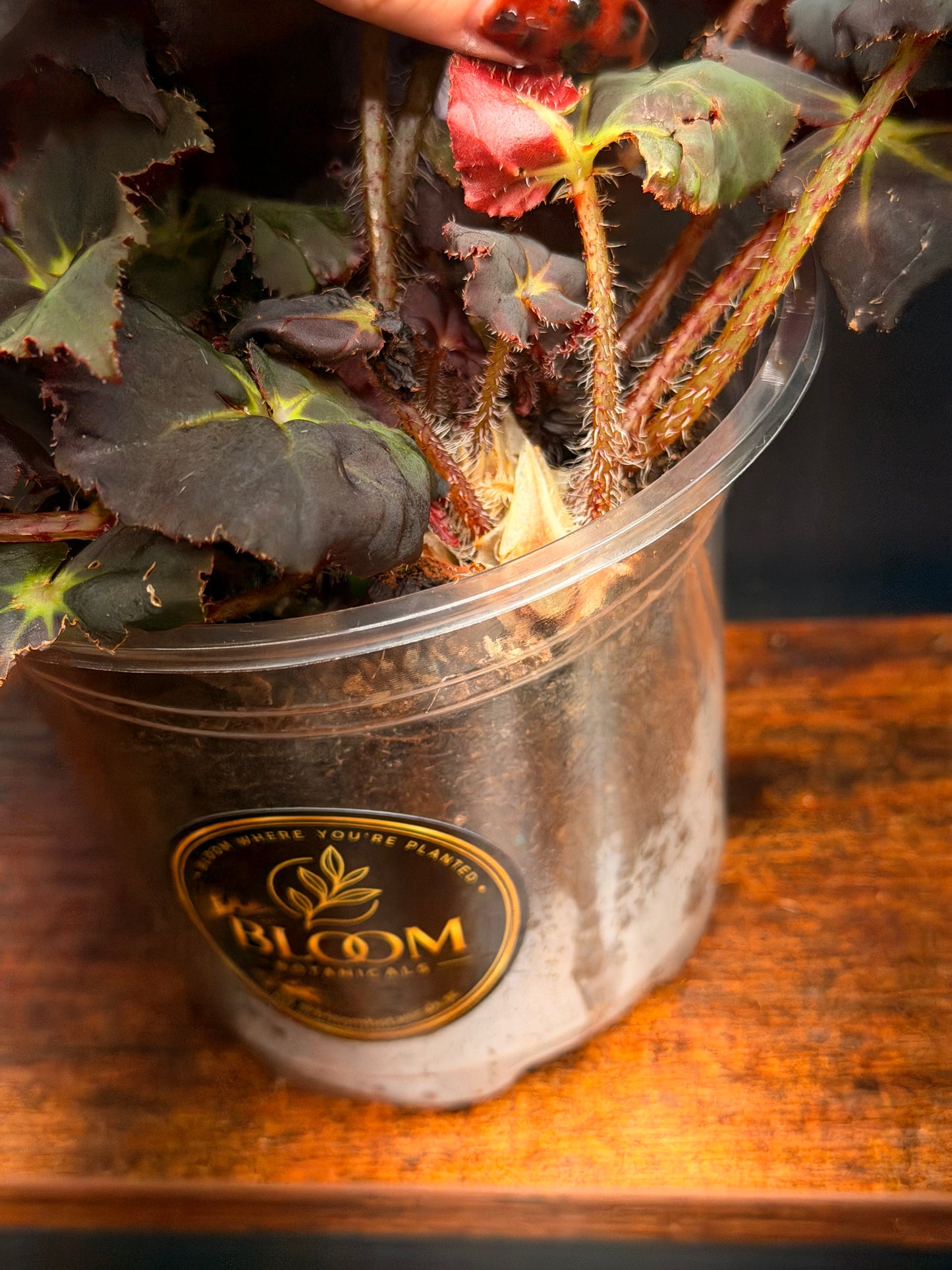 Begonia Rex “Black Mamba”