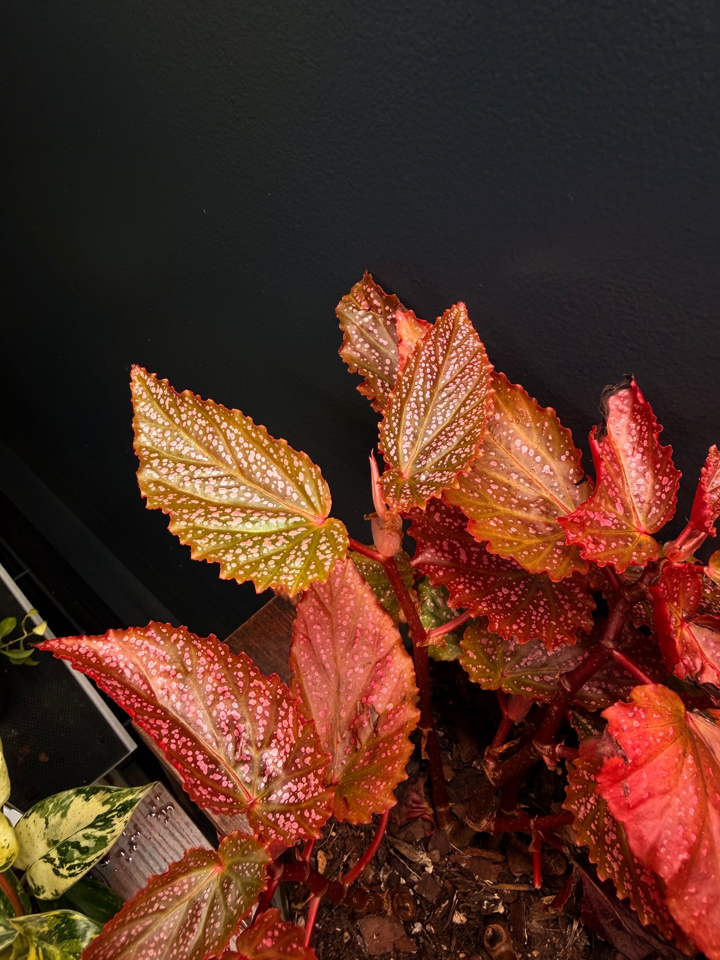 6” Begonia Maculata Pink Spot