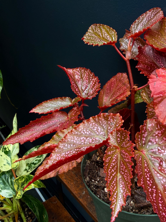 6” Begonia Maculata Pink Spot