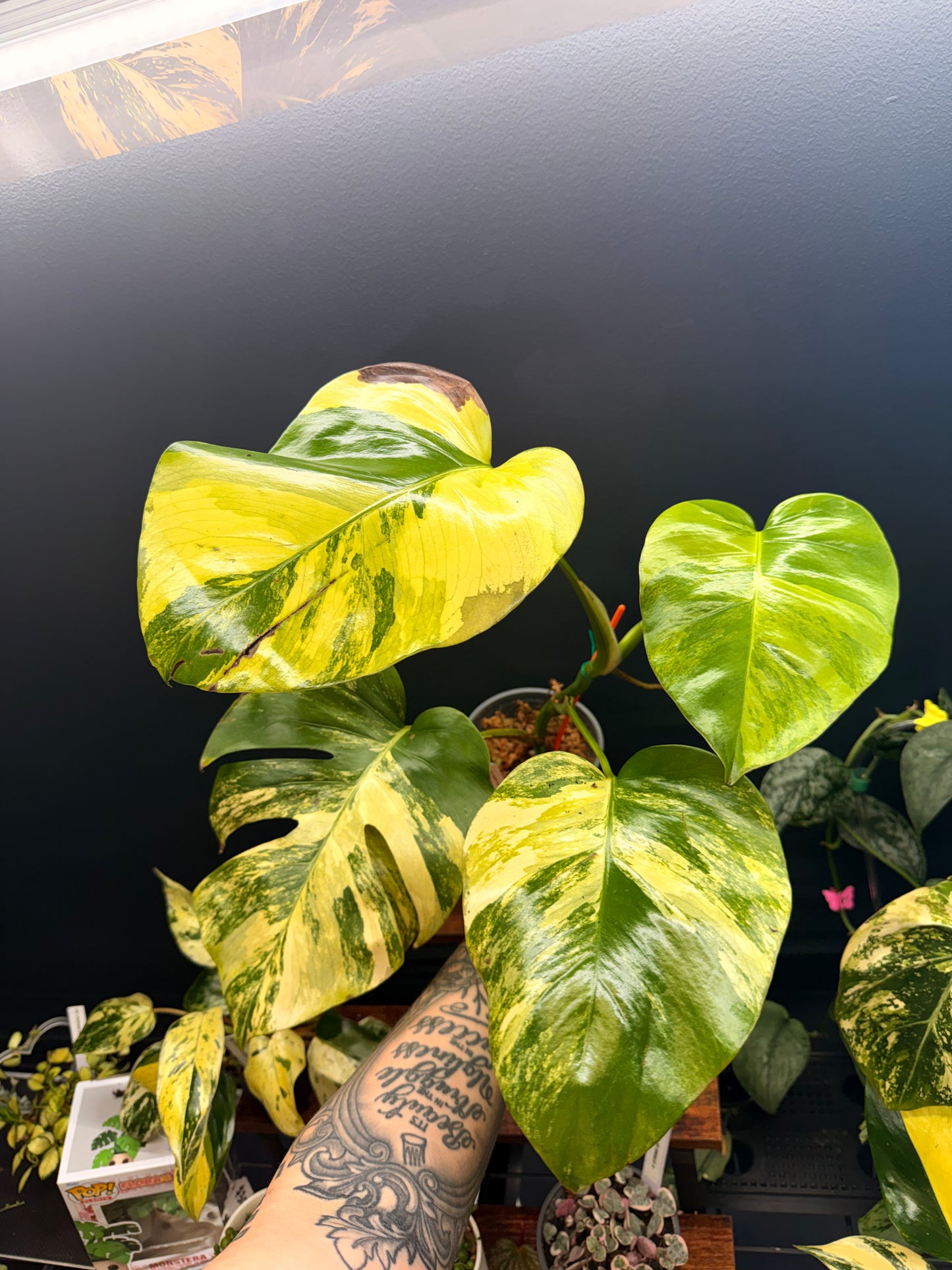 Monstera Borsigiana Aurea