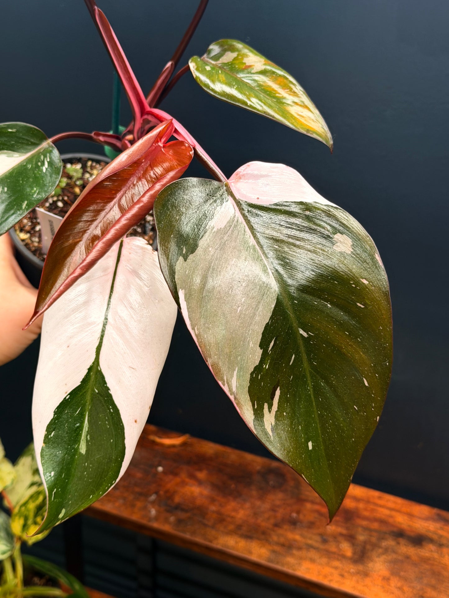 Philodendron Red Anderson