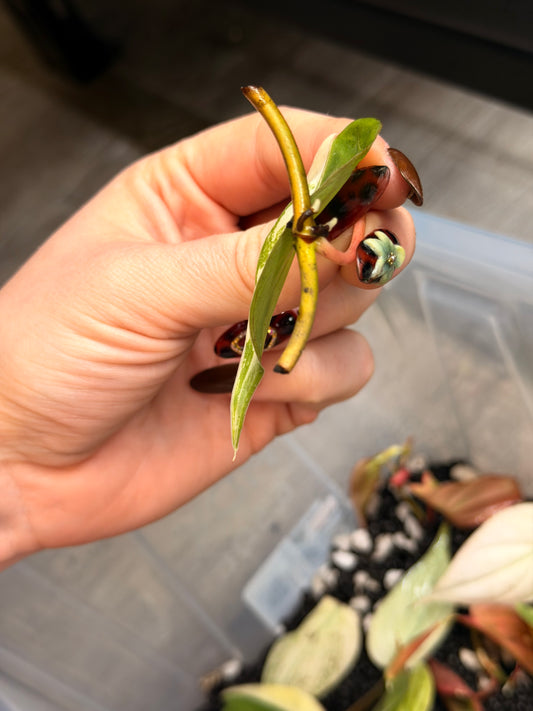 “Heartleaf” (Hederaceum) Albo