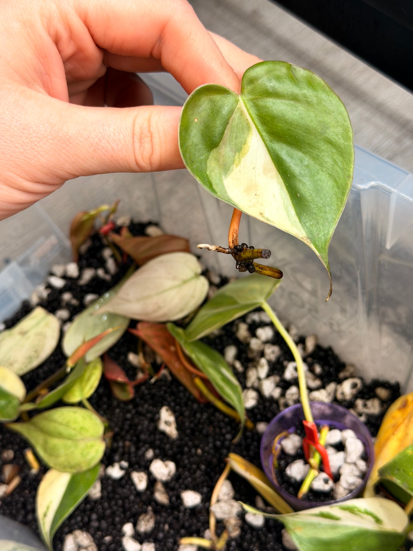 “Heartleaf” (Hederaceum) Albo