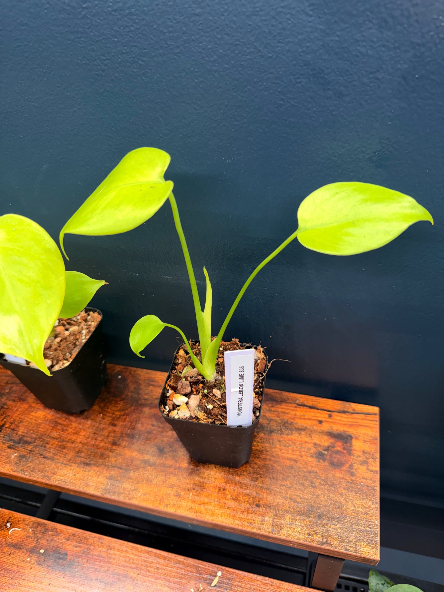 Monstera Lemom Lime