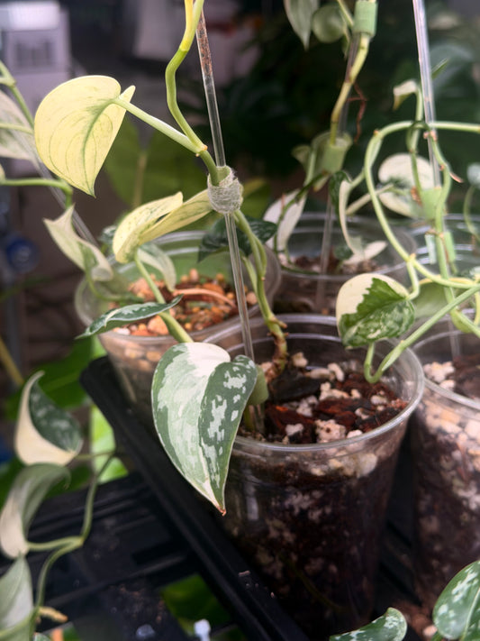 Scindapsus Mayari