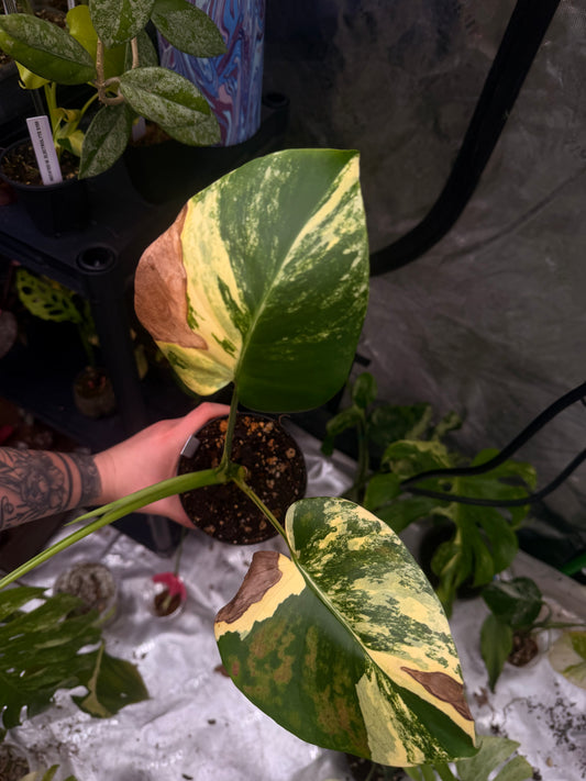 Monstera Yellow Marilyn