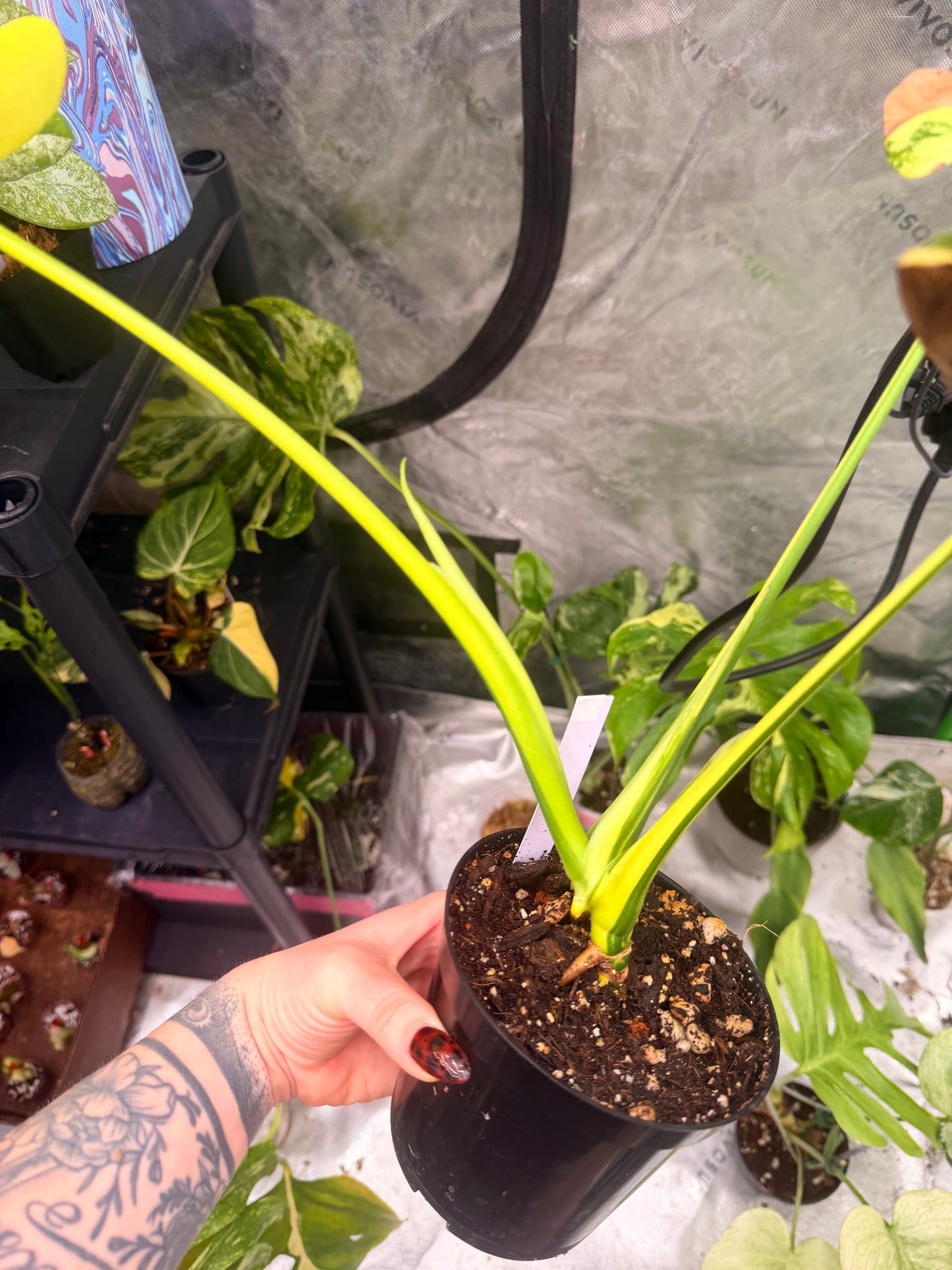 Monstera Yellow Marilyn