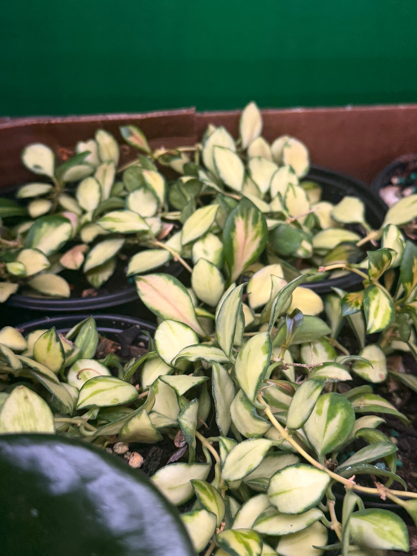 Var Hoya Heuscheliana
