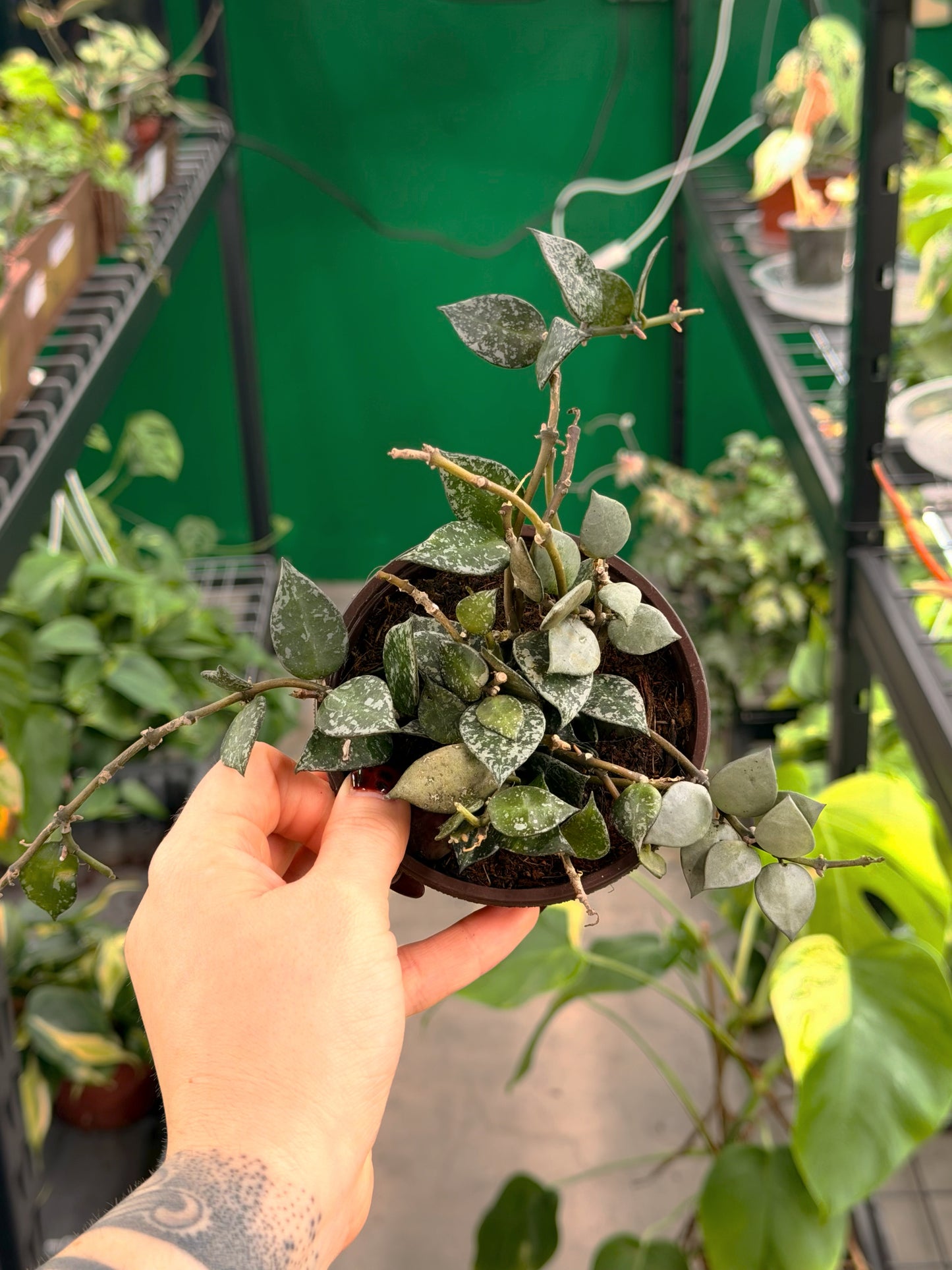 Hoya Khroniana Splash
