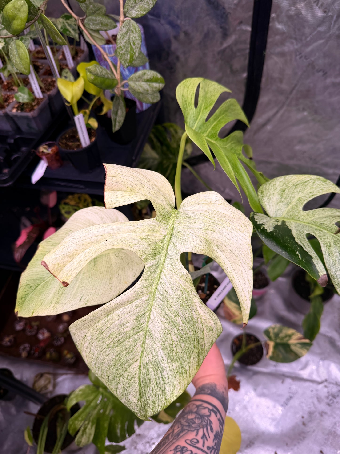 Monstera Jungle Mint NOID