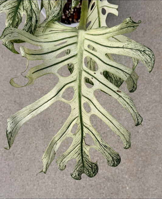 Monstera Devil Monster