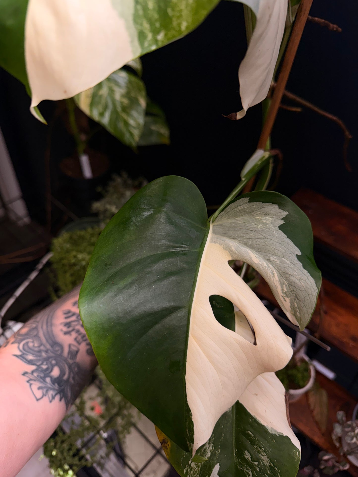 GC Monstera Borsigiana Albo