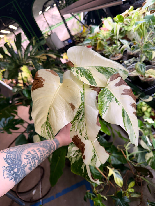 GC Monstera Borsigiana Albo