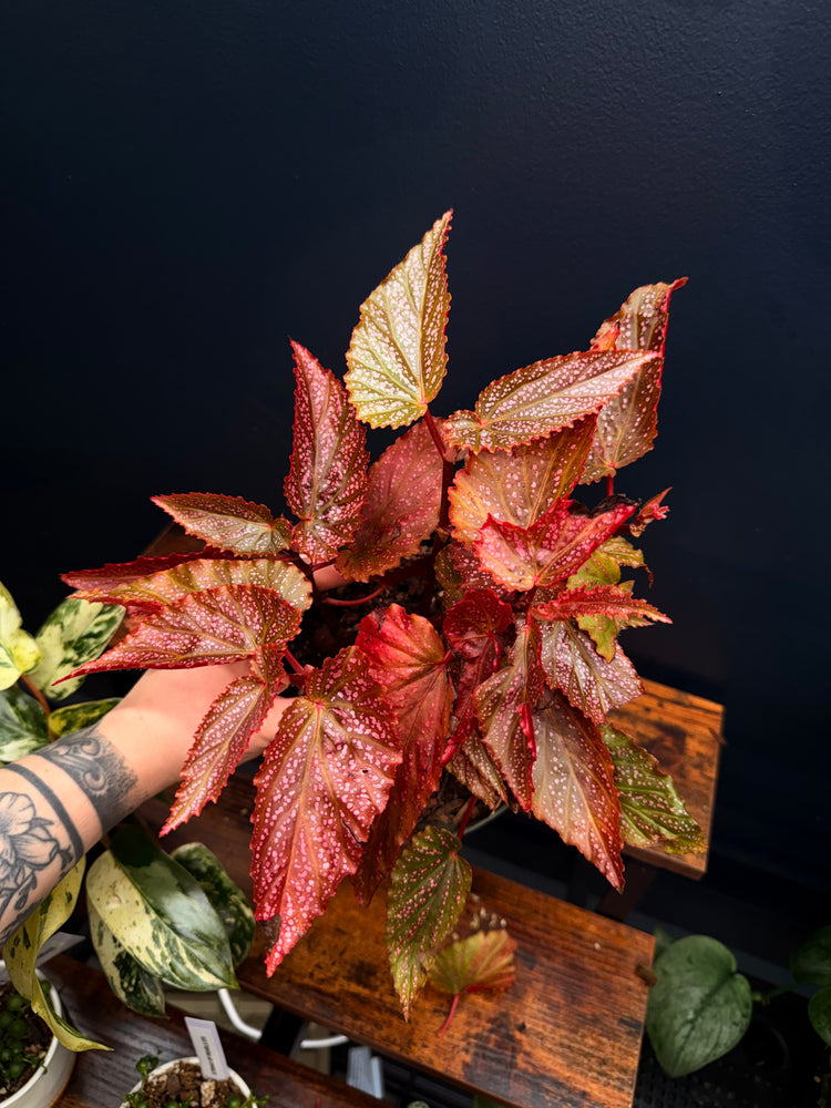 Begonia