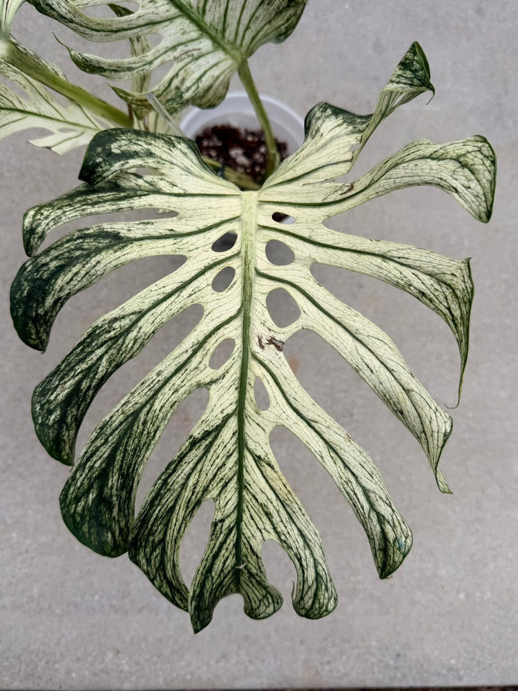 Monstera